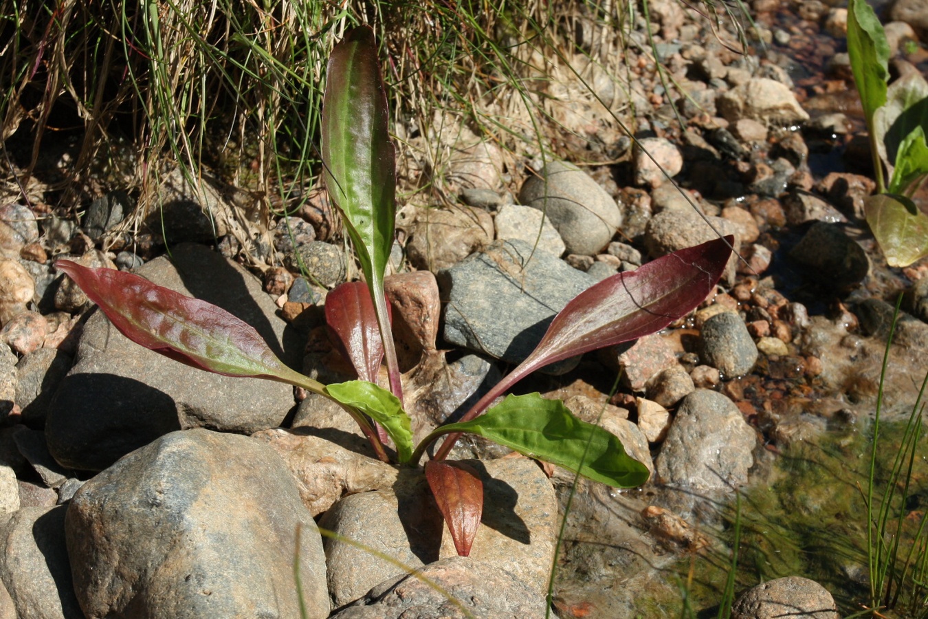 Image of Plantago winteri specimen.