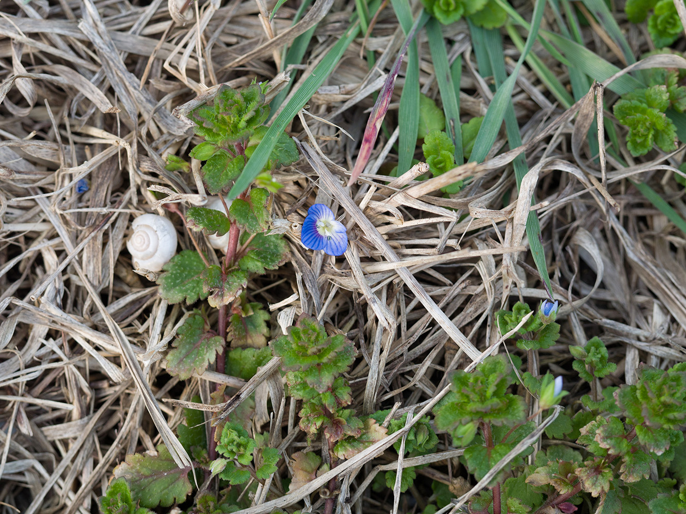 Image of Veronica persica specimen.