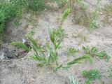 Panicum miliaceum. Плодоносящее растение. Беларусь, Гродненская обл., г. Новогрудок, рудеральное сообщество на свежей песчаной насыпи. 27.08.2021.