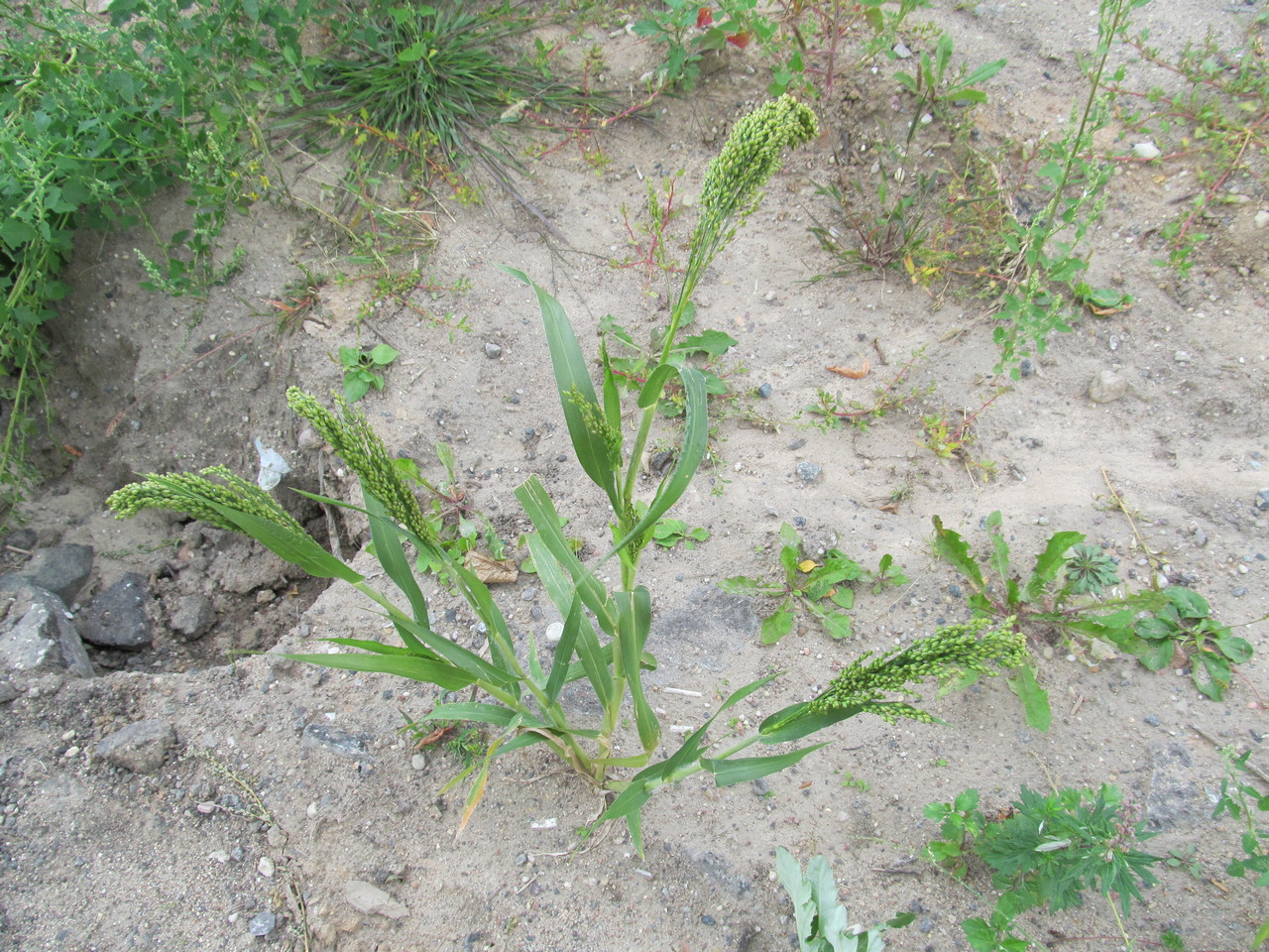 Image of Panicum miliaceum specimen.