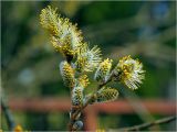 Salix caprea. Веточка с расцветающими мужскими соцветиями. Московская обл., Раменский р-н, окр. ж.-д. платформы Хрипань, опушка леса. 26.04.2015.