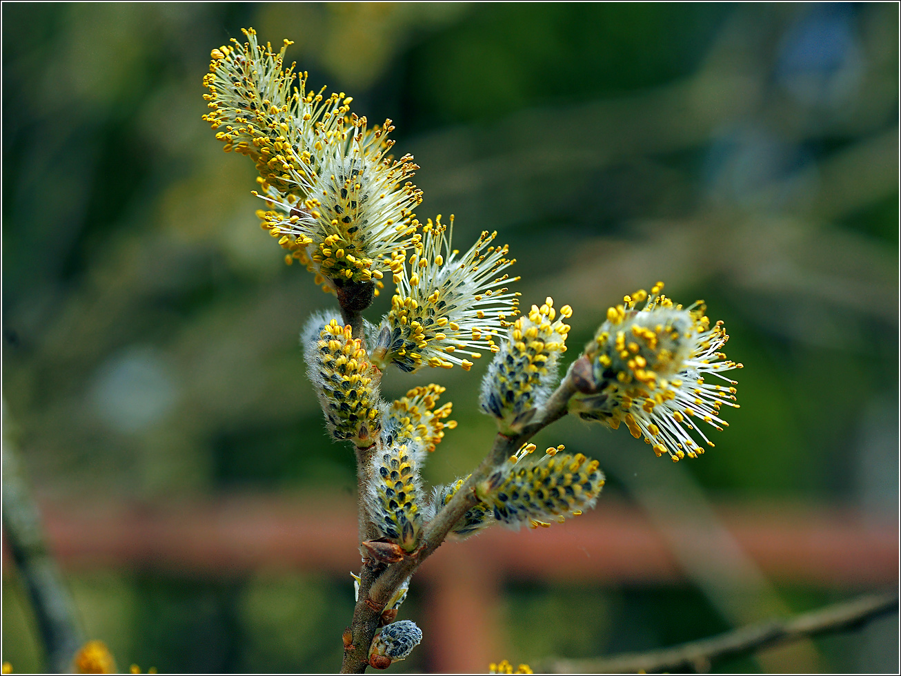 Изображение особи Salix caprea.