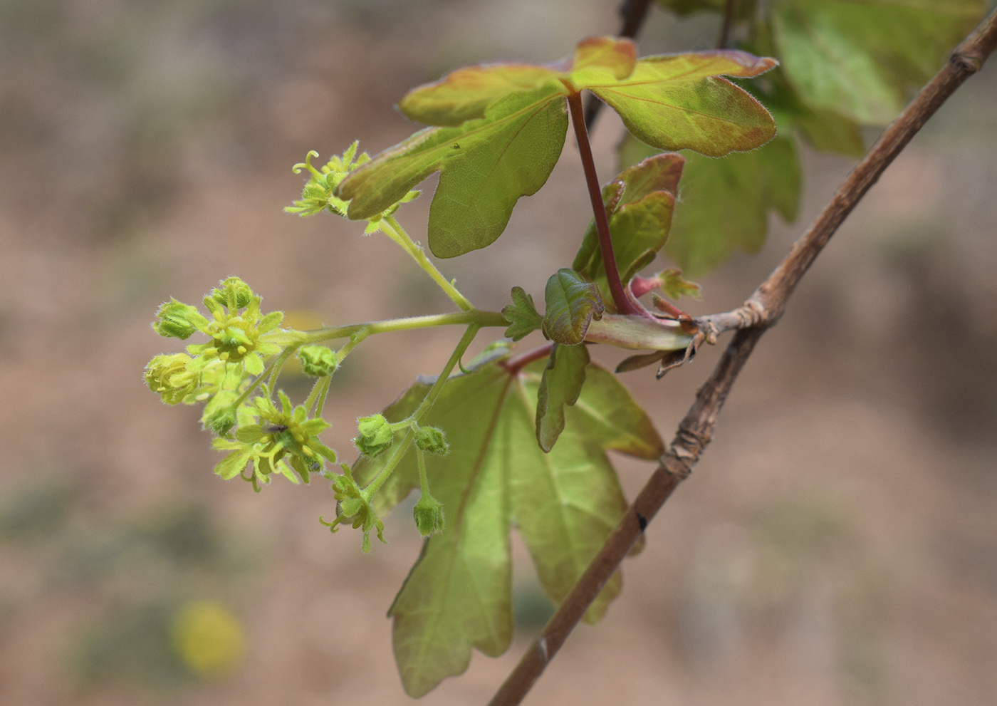 Изображение особи Acer campestre.