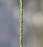 Crucianella