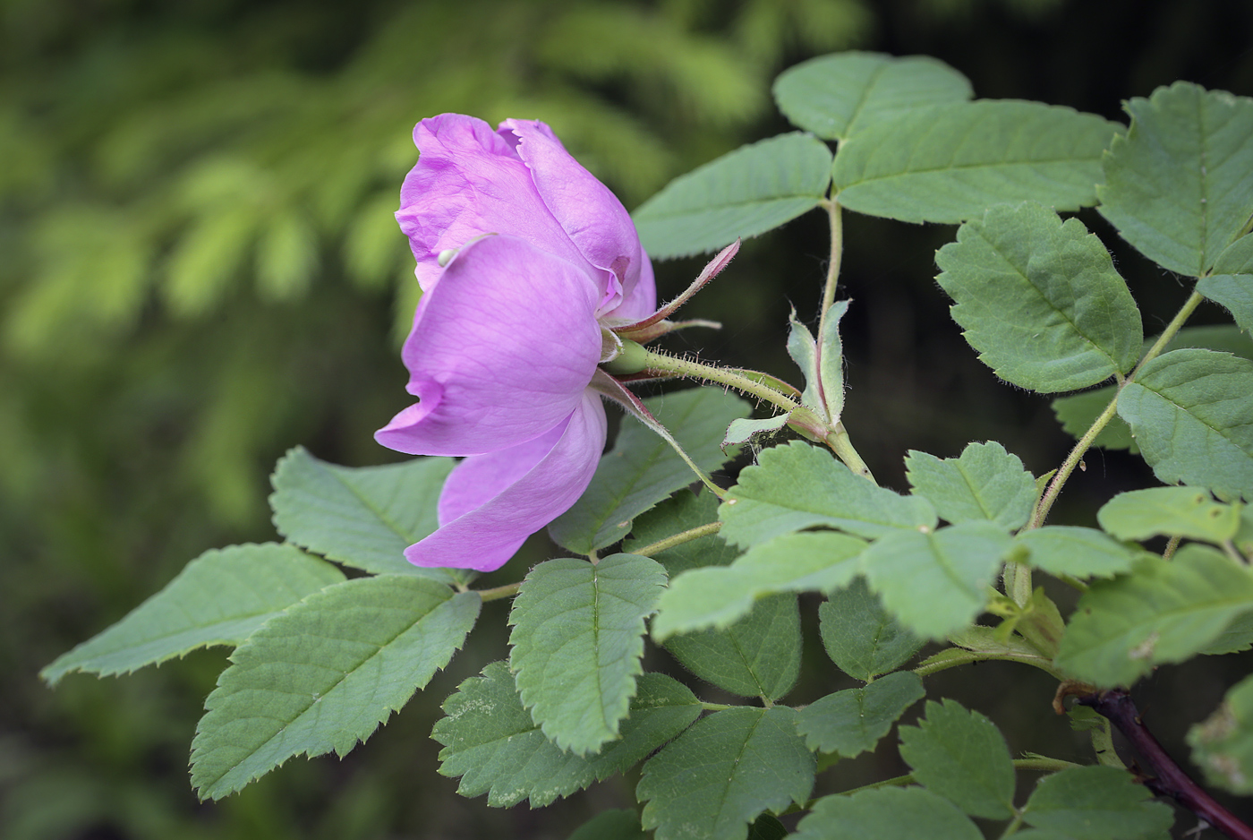 Image of Rosa cinnamomea specimen.