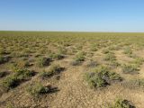 Salsola arbusculiformis