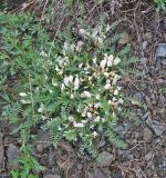 Astragalus rupifragus. Цветущее растение. Казахстан, Восточно-Казахстанская обл., Уланский р-н, Сибинские озера, сухая степь. 20.05.2013.