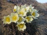 Pulsatilla orientali-sibirica