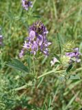 Medicago sativa