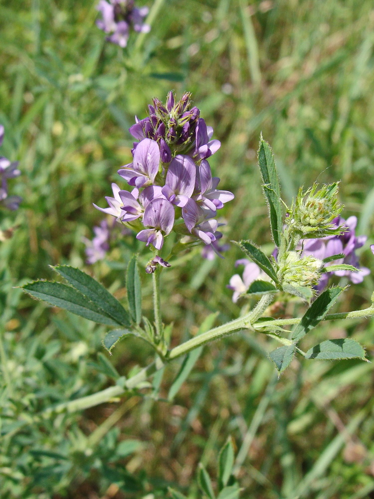 Изображение особи Medicago sativa.