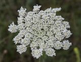 Daucus carota. Соцветие. Крым, Симферопольский р-н, окр. с. Урожайное, нарушенная степь. 10 июля 2023 г.