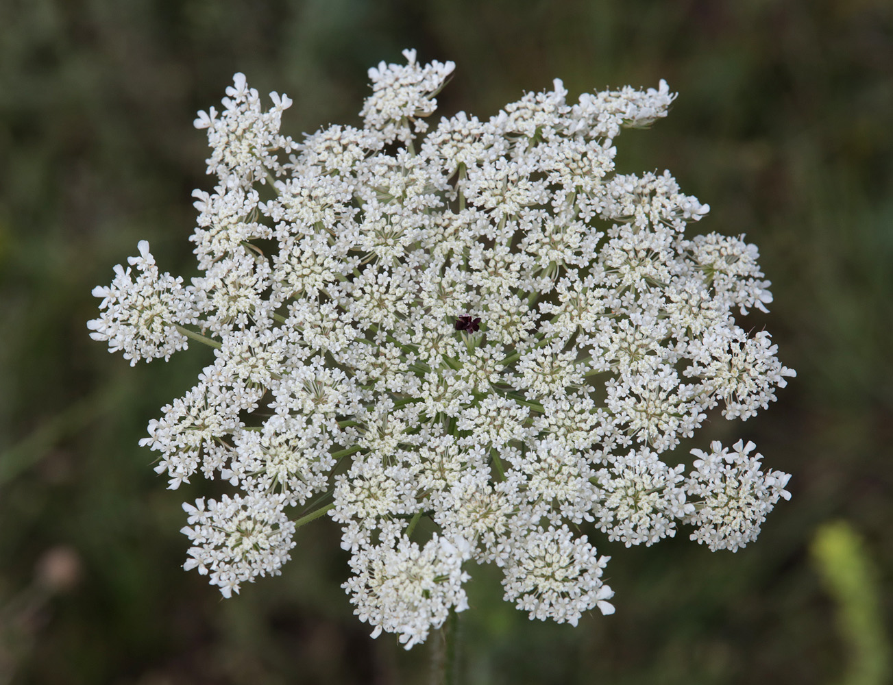 Изображение особи Daucus carota.