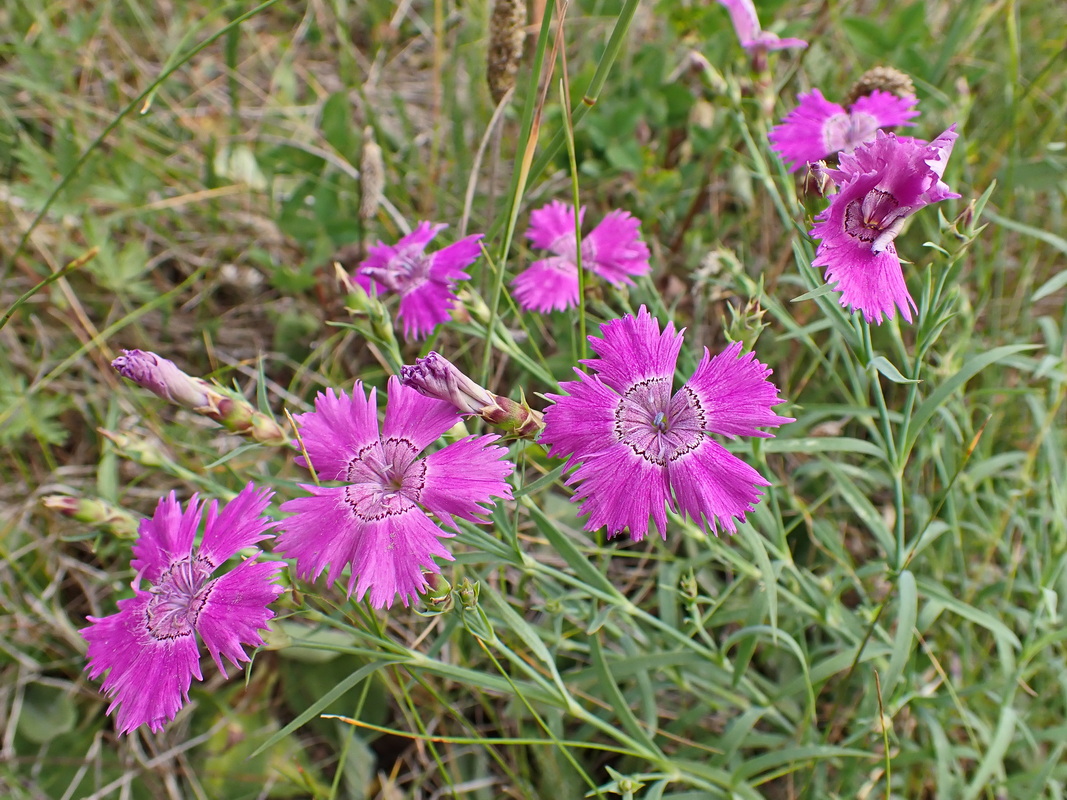 Image of Dianthus chinensis specimen.