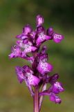 Anacamptis morio подвид caucasica. Соцветие. Краснодарский край, м/о город-курорт Анапа, окр. с. Варваровка, поляна с можжевельником в дубово-грабовом лесу. 28 апреля 2015 г.