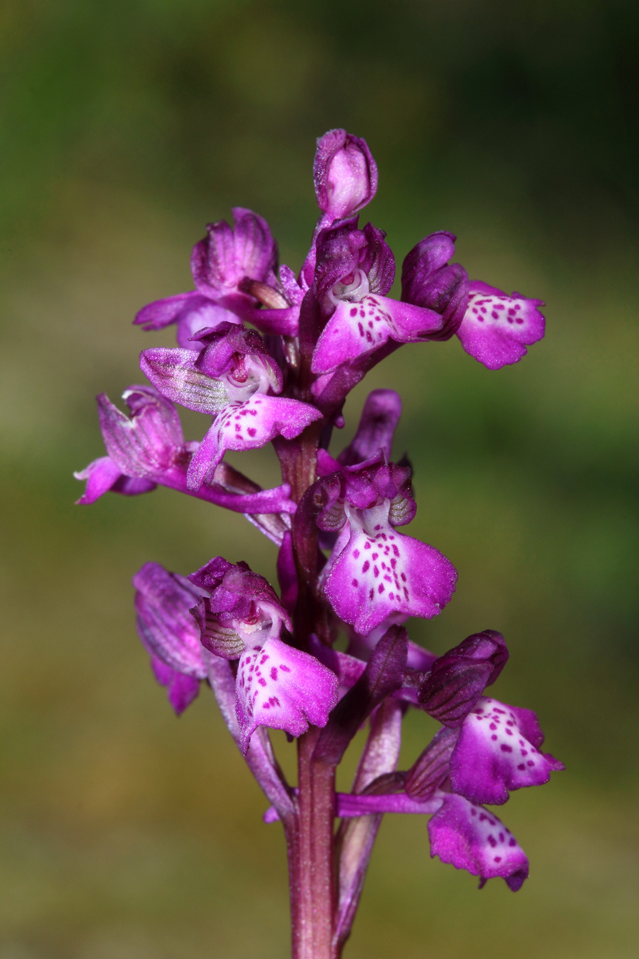 Image of Anacamptis morio ssp. caucasica specimen.