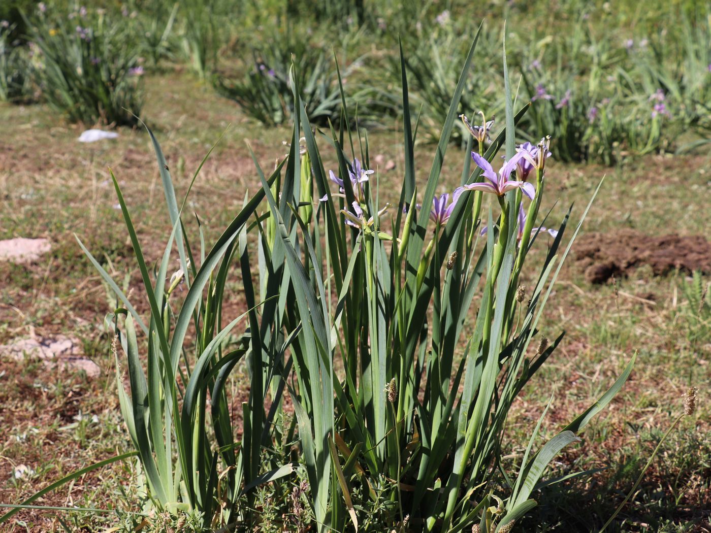 Изображение особи Iris sogdiana.