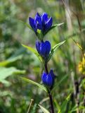 Gentiana triflora