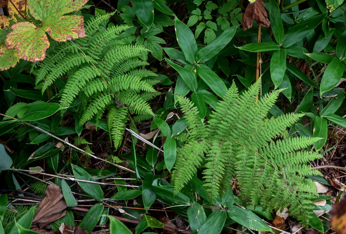 Image of Athyrium monomachii specimen.