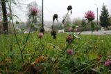 Trifolium pratense