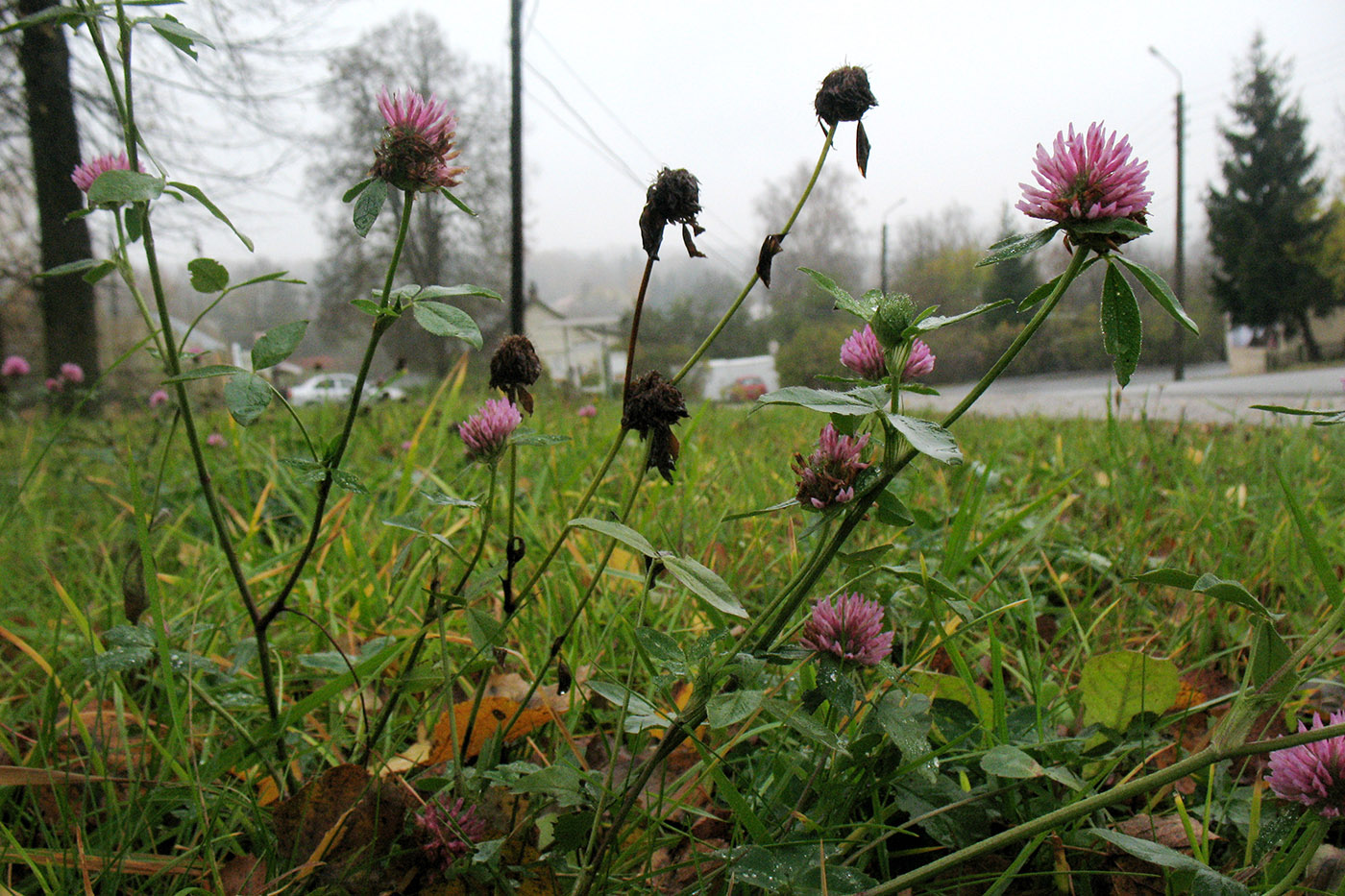 Изображение особи Trifolium pratense.