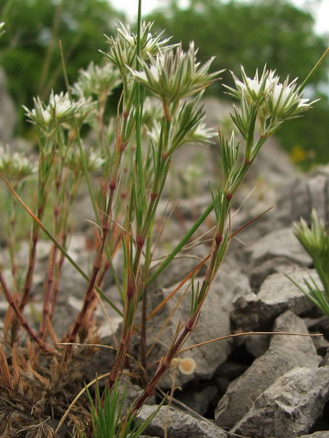 Image of Minuartia glomerata specimen.