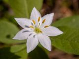 Trientalis europaea