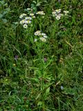 Erigeron annuus. Цветущее растение. Грузия, Имеретия, г. Кутаиси, луговой склон. 14.06.2023.