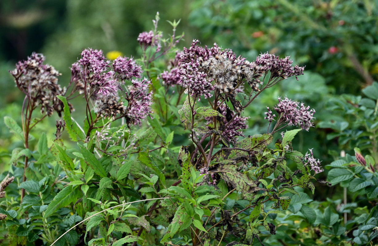 Image of Eupatorium glehnii specimen.