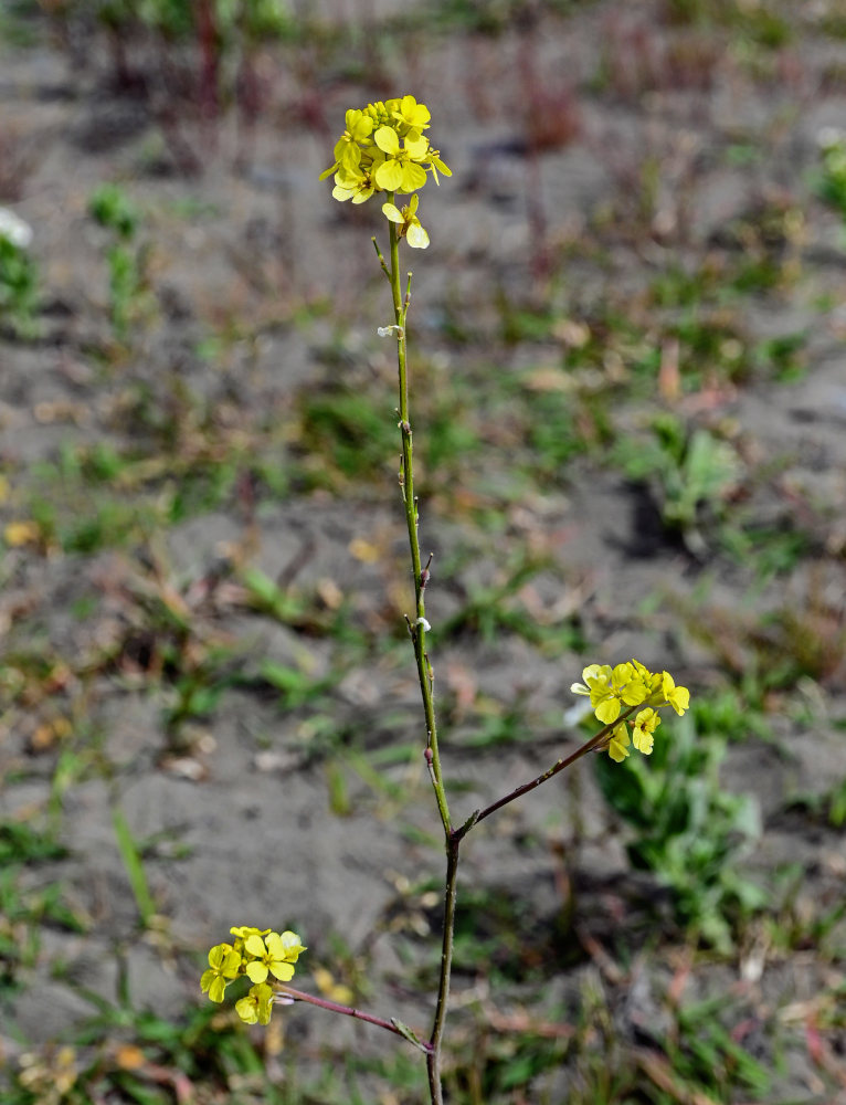 Изображение особи Rapistrum rugosum.