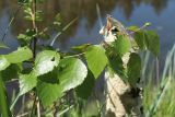 Betula pubescens. Веточка с повреждёнными листьями и сидящим жуком. Ленинградская обл., Кингисеппский р-н, окр. дер. Выбье, экологическая тропа; правый берег р. Выбья близ устья. 28.05.2023.