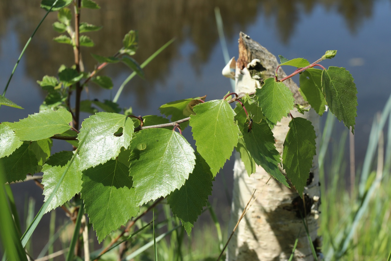 Image of Betula pubescens specimen.