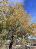 genus Populus. Крона взрослого дерева с листьями в осенней окраске. Марокко, обл. Марракеш - Сафи, хр. Высокий Атлас, перевал Тизи-н'Тишка, ≈ 2000 м н.у.м., у дороги. 01.01.2023.