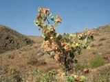 Atraphaxis pyrifolia. Верхушка веточки с соплодиями. Казахстан, Западный Тянь-Шань, Киргизский хр., ущ. Кара-Арча, ≈ 1080 м н.у.м., каменистый степной склон южной экспозиции. 10 июня 2023 г.