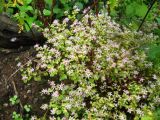 Sedum stoloniferum