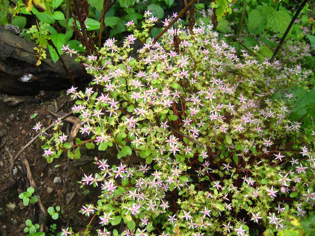 Image of Sedum stoloniferum specimen.