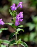 Galeopsis ladanum