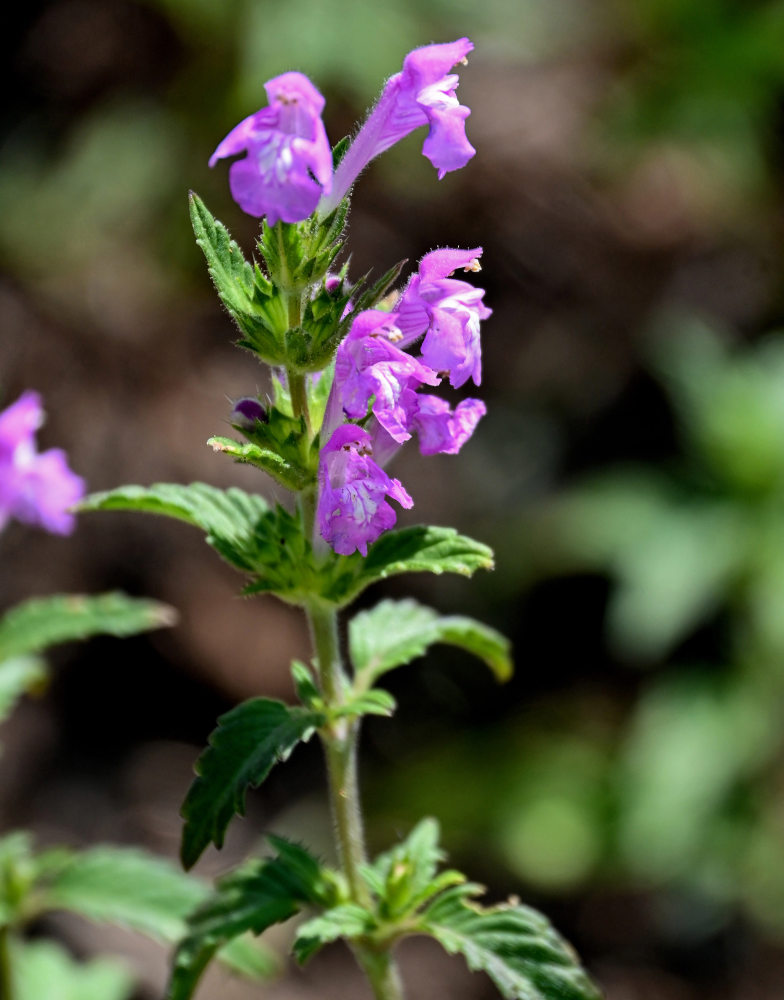 Изображение особи Galeopsis ladanum.