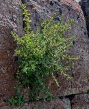 Parietaria judaica. Отцветающее растение. Армения, обл. Арагацотн, с. Ахцк, ≈ 1000 м н.у.м., на каменной стене. 20.06.2022.