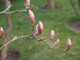 Magnolia × soulangeana. Ветка с бутонами. Краснодар, парк \"Краснодар\", Японский сад, в культуре. 21.03.2024.