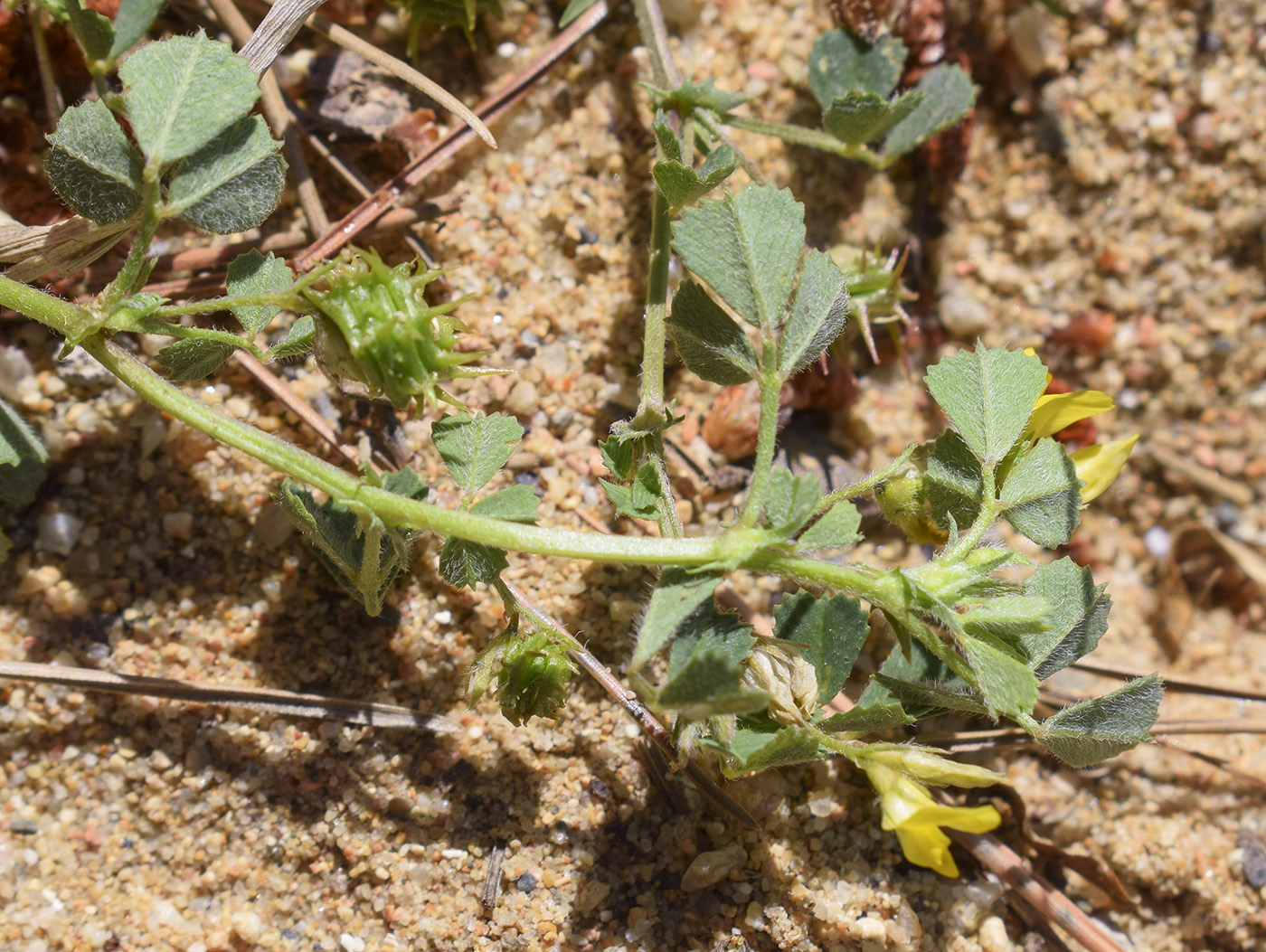 Изображение особи Medicago littoralis.