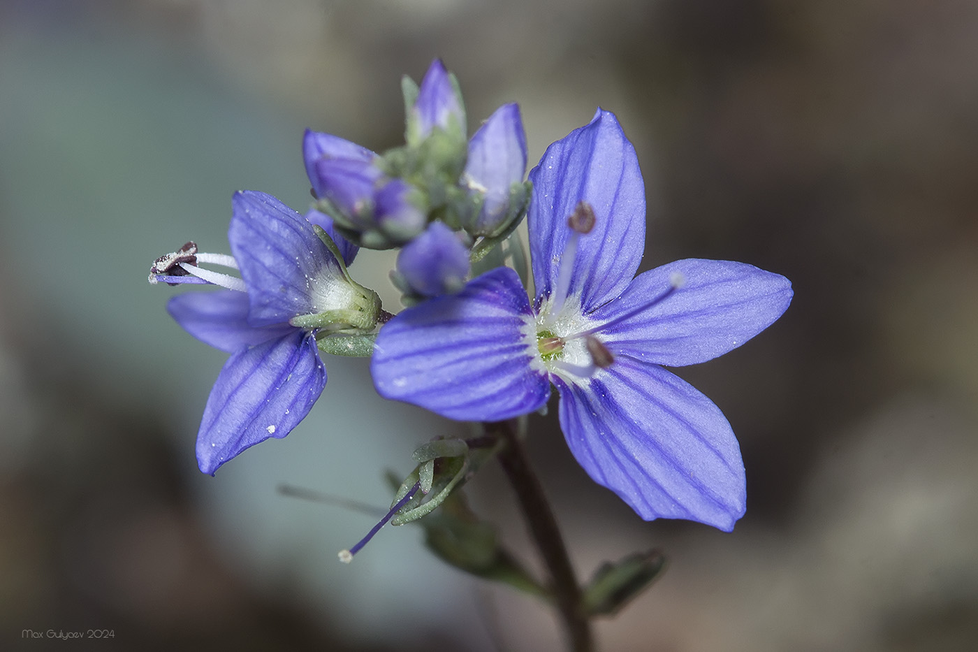 Image of Veronica capsellicarpa specimen.
