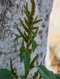 genus Amaranthus