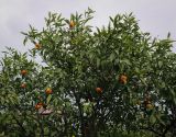 Citrus reticulata. Крона плодоносящего растения. Абхазия, Гагрский р-н, с. Лдзаа, частный сад. 13.04.2024.