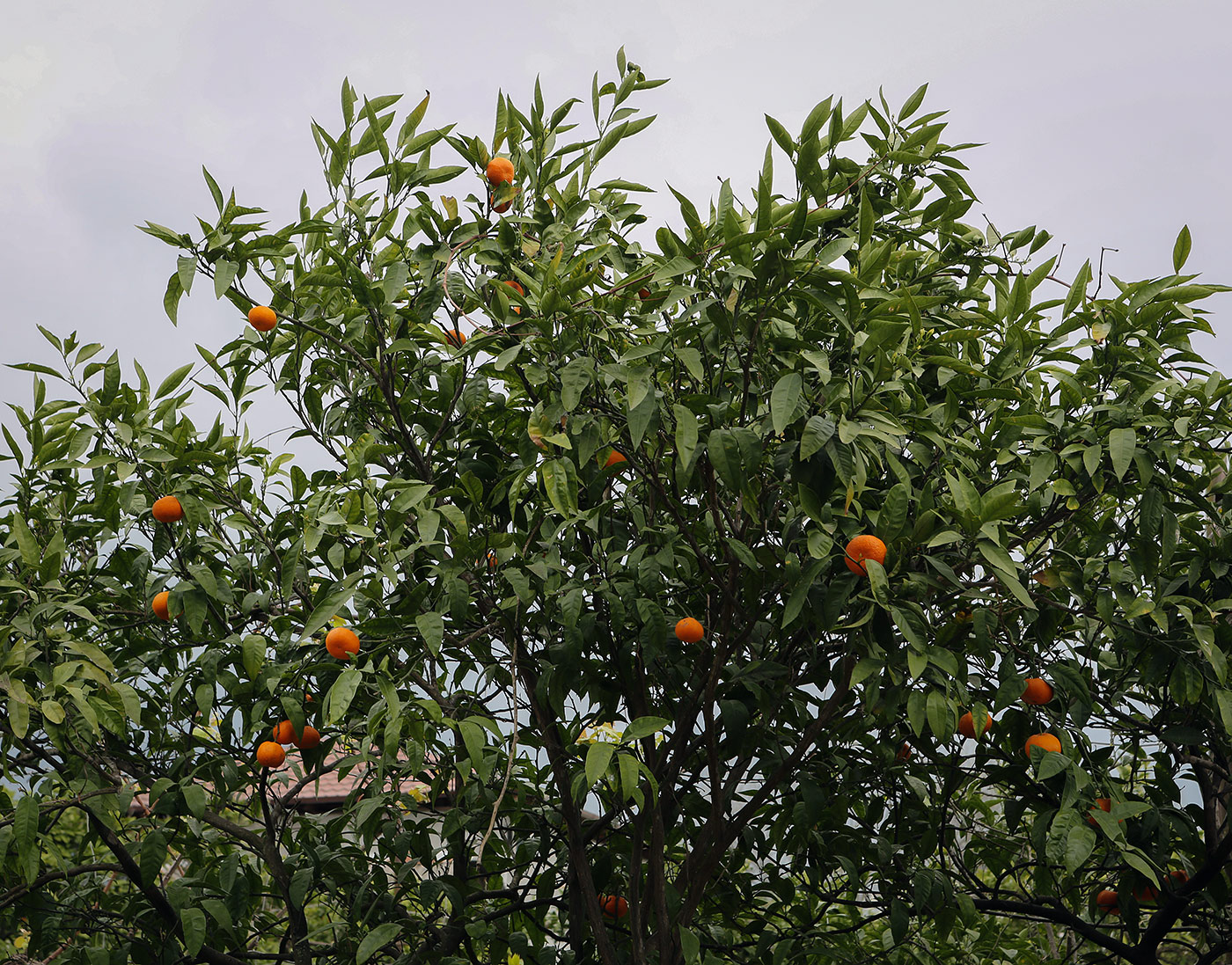 Изображение особи Citrus reticulata.