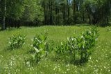 Veratrum lobelianum