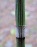 Equisetum hyemale