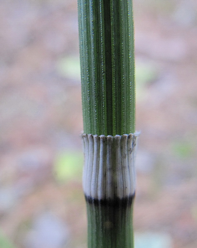 Image of Equisetum hyemale specimen.