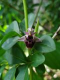 Ophrys oestrifera
