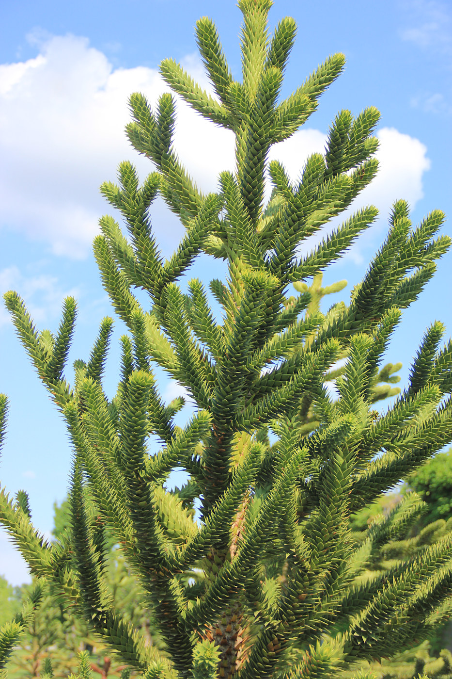 Изображение особи Araucaria araucana.