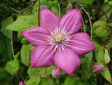 Clematis × jackmanii